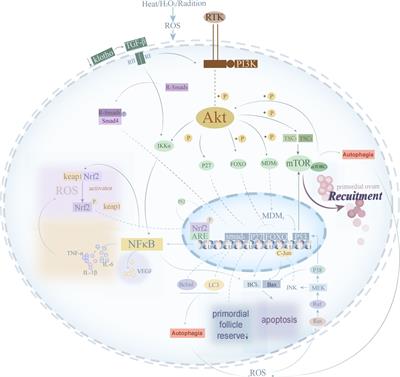 Premature ovarian insufficiency: a review on the role of oxidative stress and the application of antioxidants